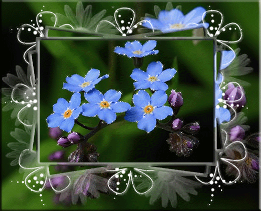 Niezapominajki niebieskie kwiaty